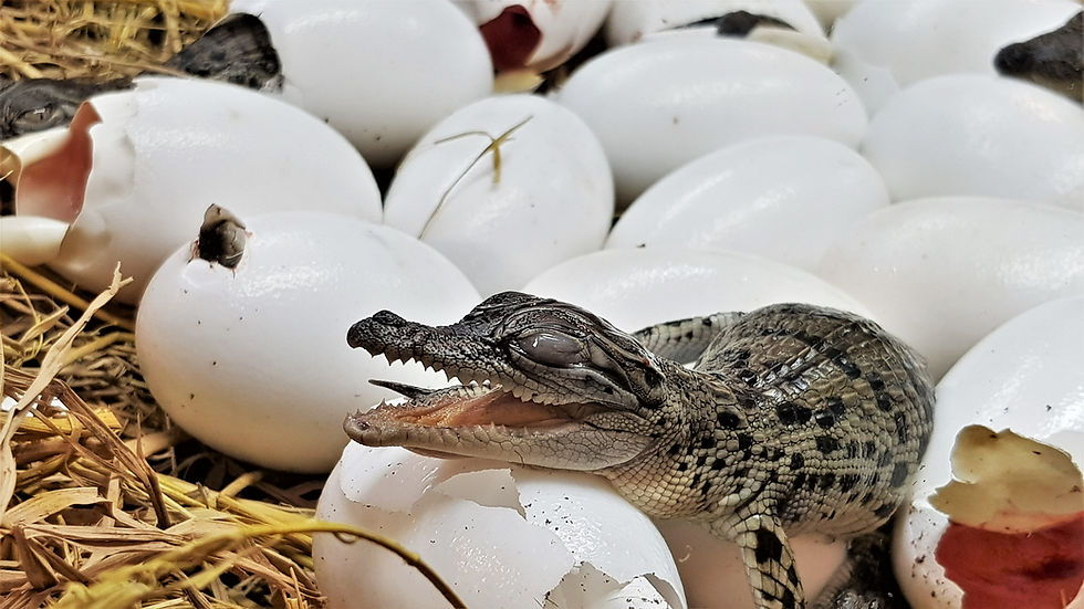 cria de cocodrilo
