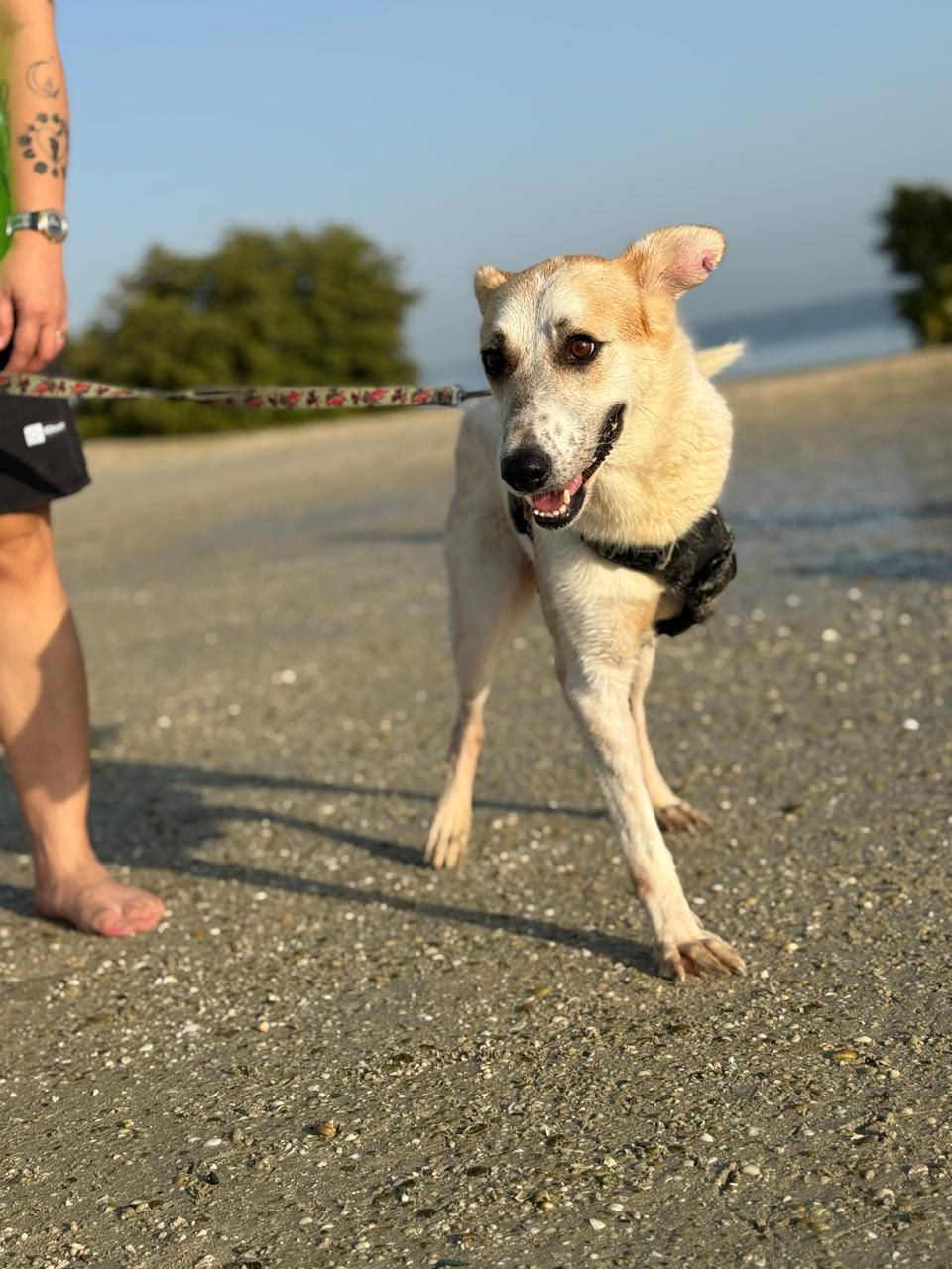 Tripae rescue dog Benny clearly enjoyed the beach day, like they all did.