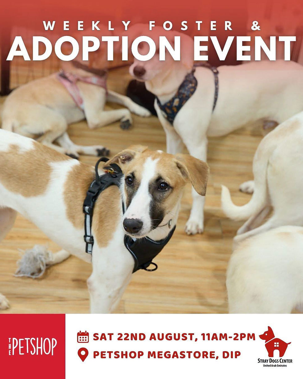 Weekly Adoption and Foster Event in Dubai