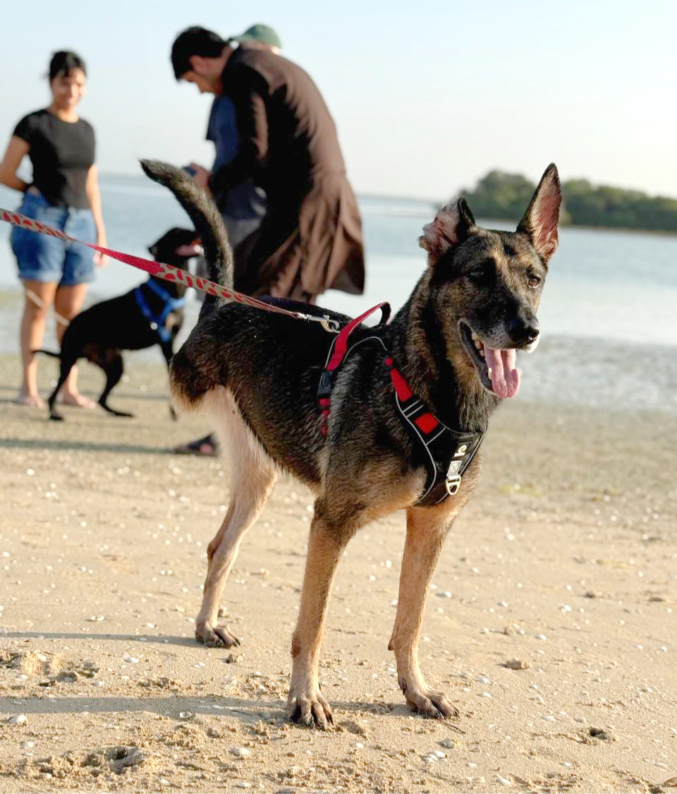 Bella the young german shephard mix is a tri-paw