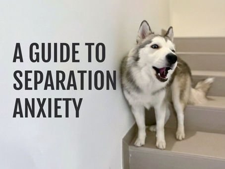 A Guide to Separation Anxiety in Dogs
