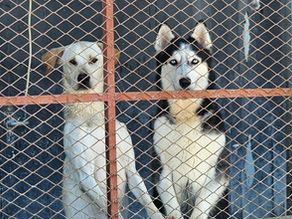 Rescue dogs at Stray Dogs Center, a mixed breed dog and a husky waiting for homes