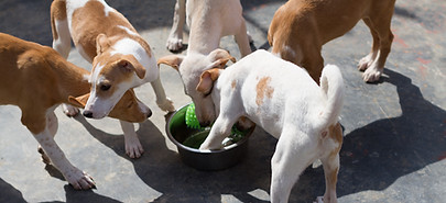 Shelter puppies feeding
