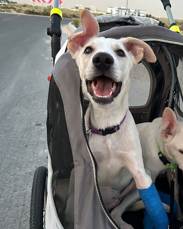 Willow was rescued with a broken leg