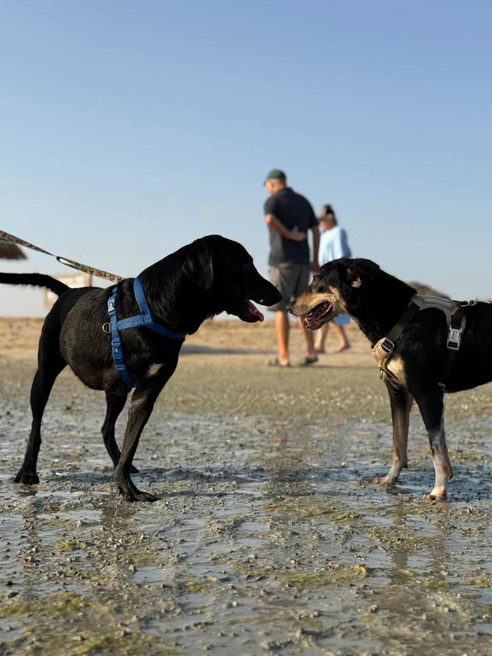 Dogs missing legs, like Black Labrador Tango, raced joyfully across the sand.
