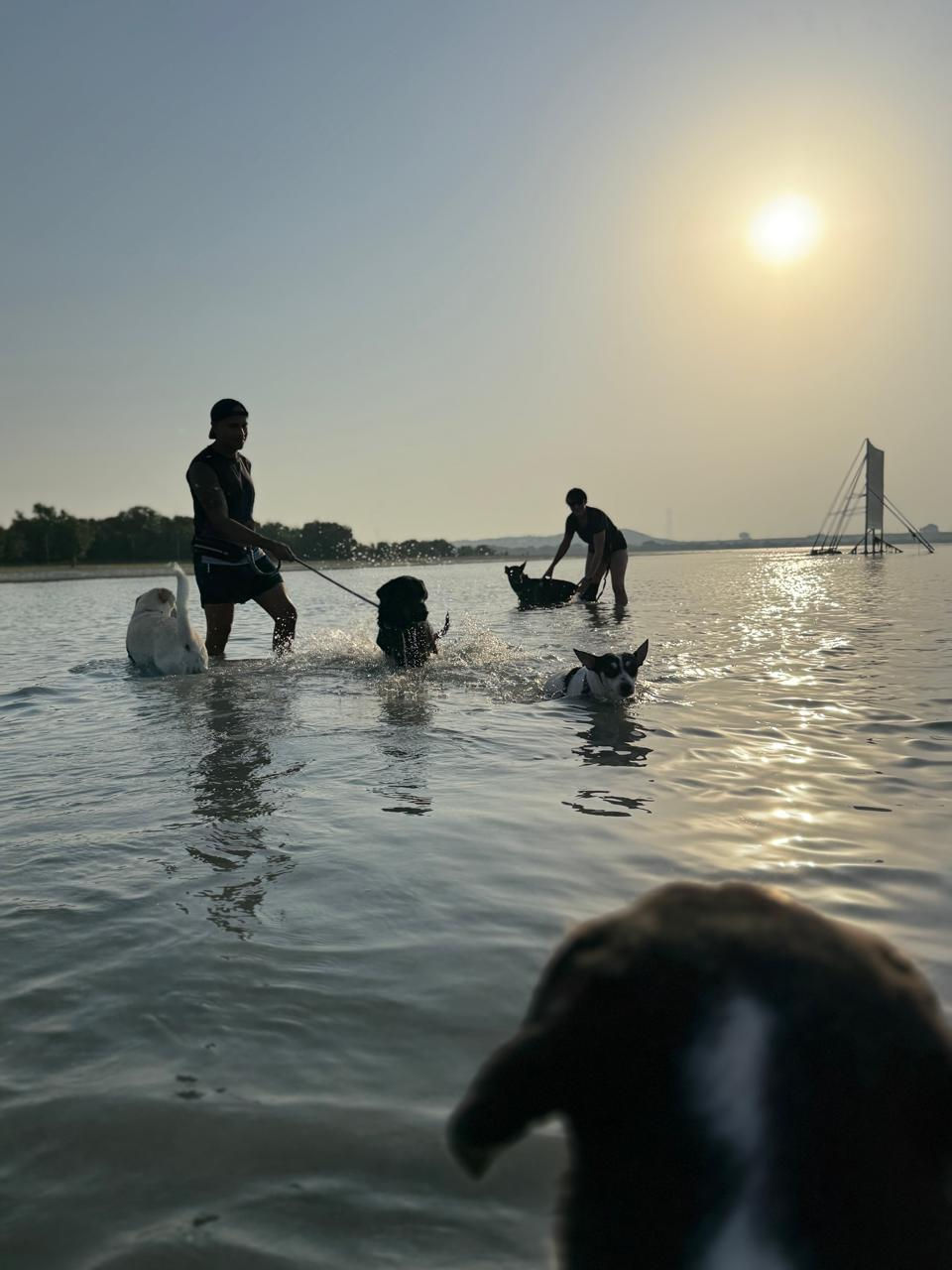 Most dogs loved to have a swim while others watched.