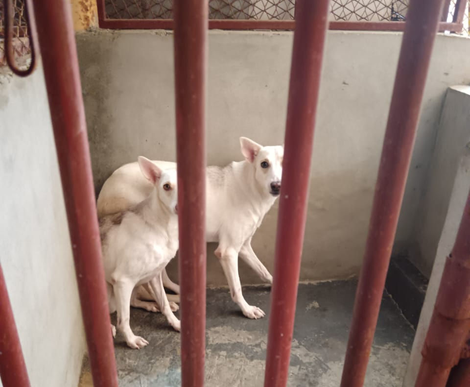 New micro units accomodate only 2 dogs