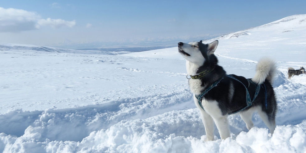 huskybanner_edited.jpg