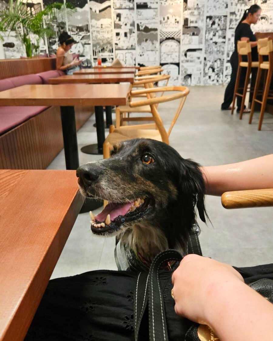 Visiting a dog friendly restaurant