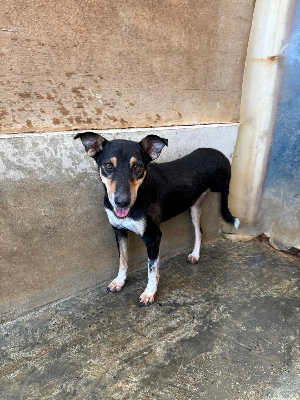 Owen is a beautiful boy who lost his hind leg being hit by a car