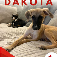 Cute puppy for adoption