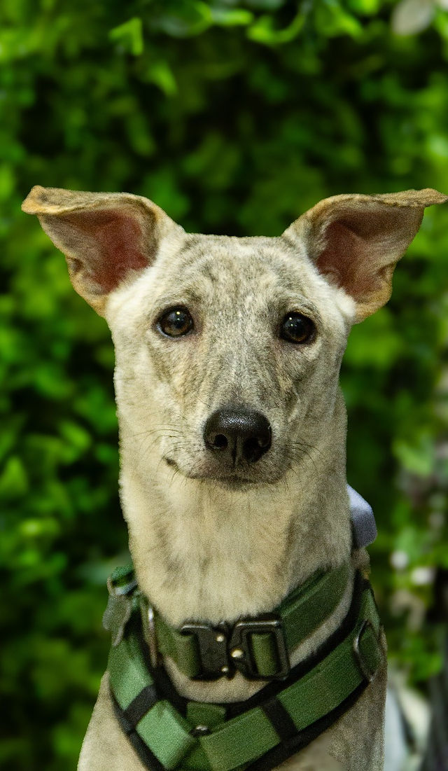 Nancy female junior looking for a home