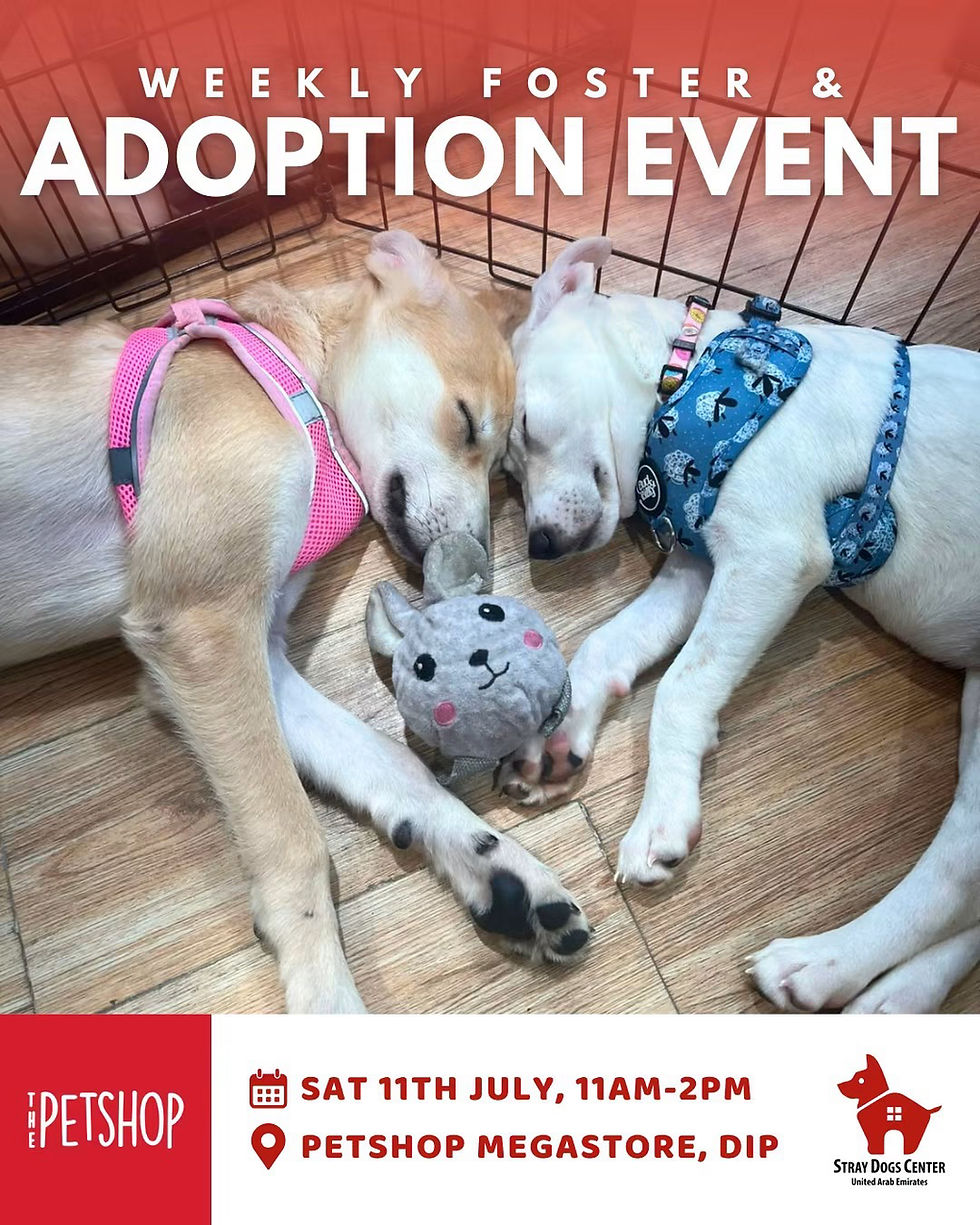 Weekly Adoption and Foster Event in Dubai