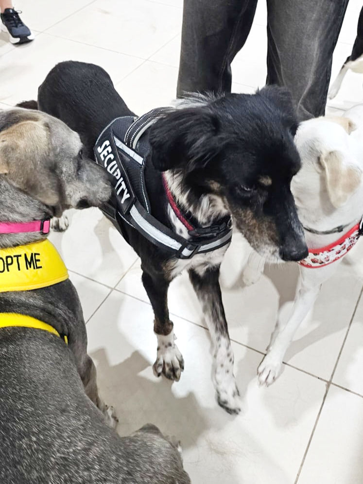 Dogs for adoption at adoption day in Dubai