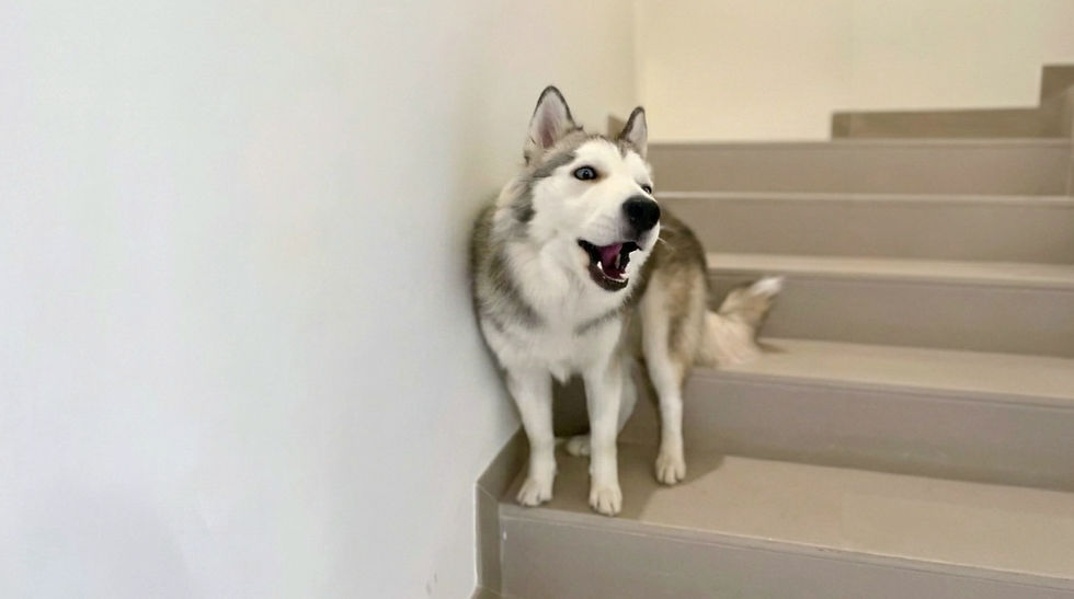Dogs separation anxiety can show as barking and howling when left home alone.