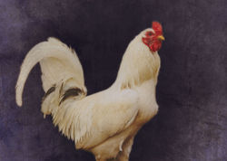 white-rooster