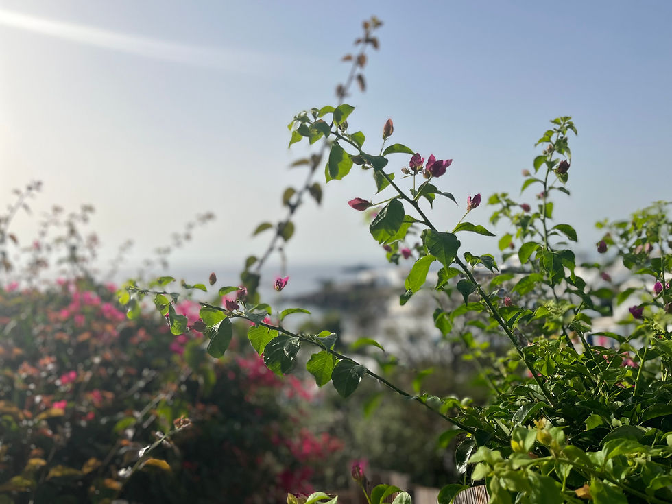Miniatura: Fiori di Panarea