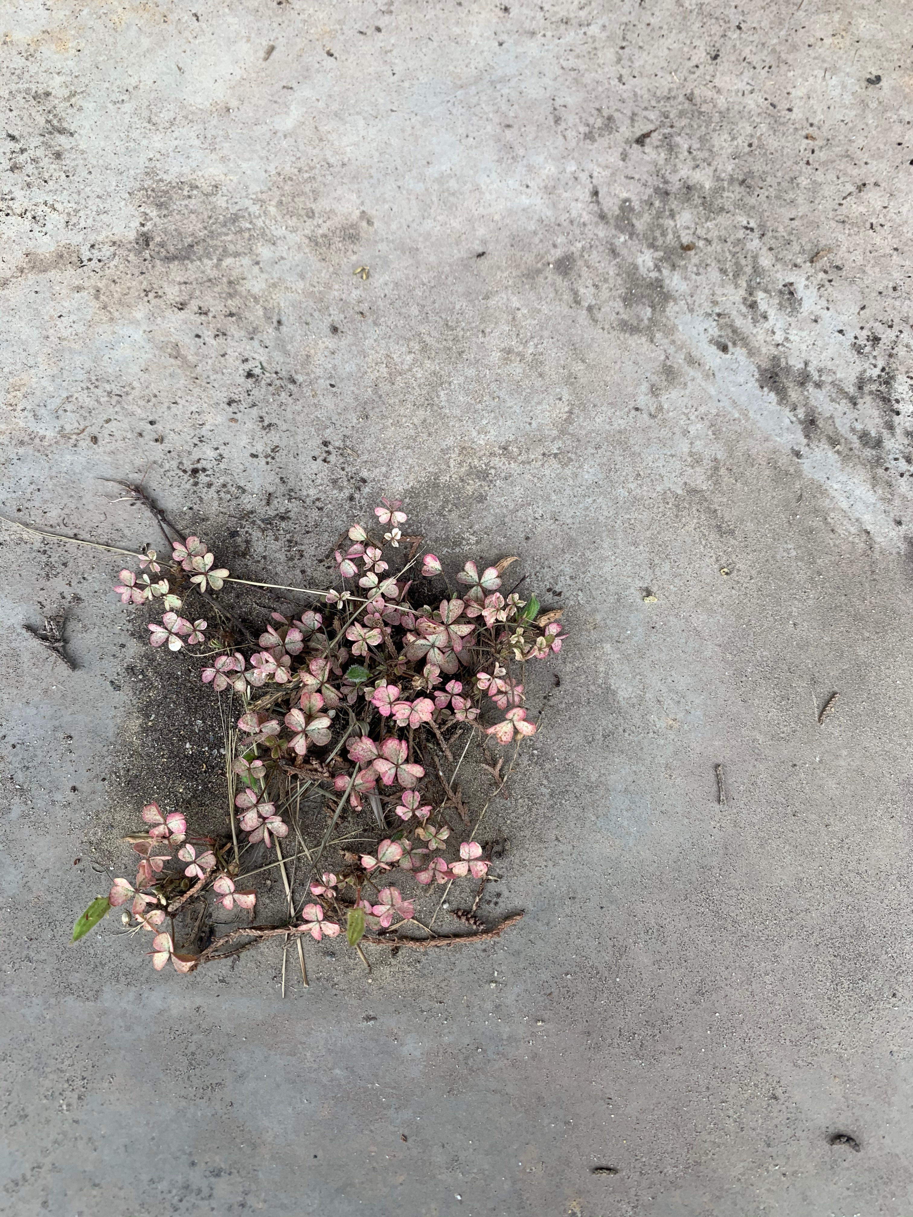 Flores de Cádiz
