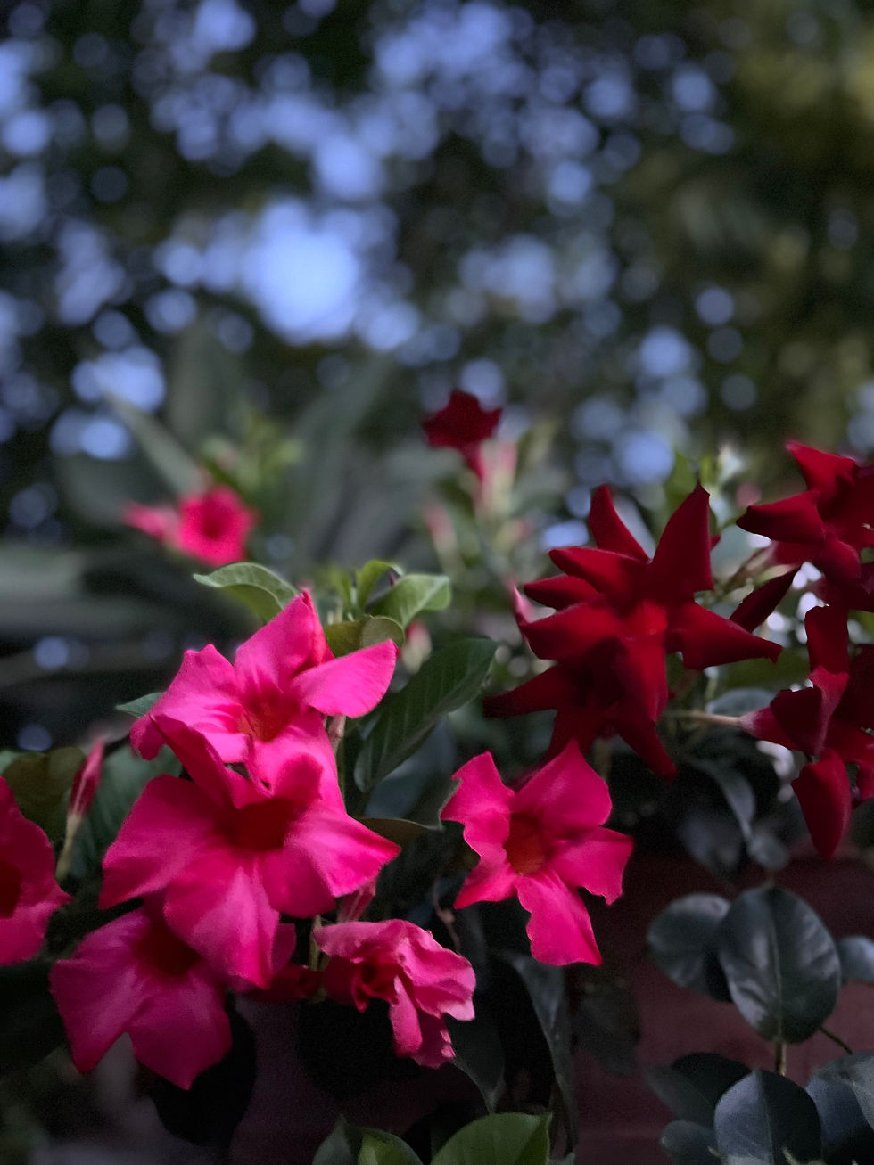 Miniatura: Fiori di Panarea