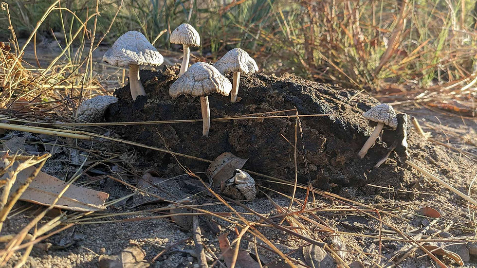 mushrooms growing out of buffalo dung