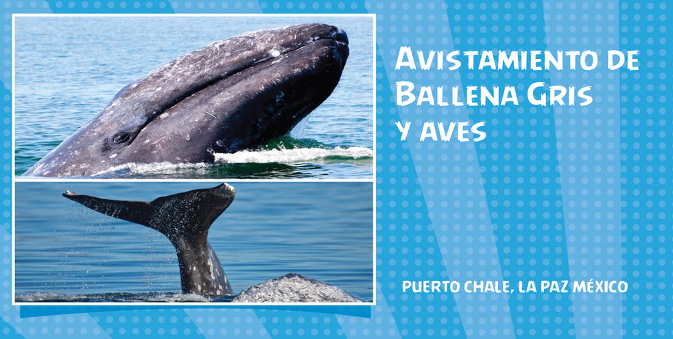 Avistamiento de ballena gris y aves marinas en Puerto Chale, La Paz BCS
