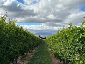 Back Among the Vines