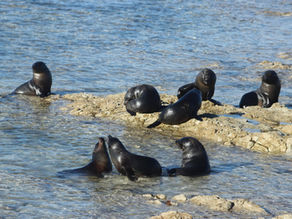 Sooo Many Seals!
