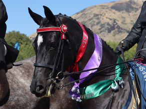 Wanaka A&P Show & Jack Russell Mayhem!