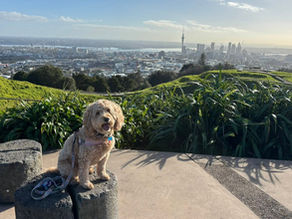 Climbing Mount Eden & Dinner with Russ