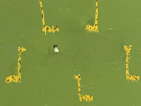 今日のごうりん#8 2022/9/24