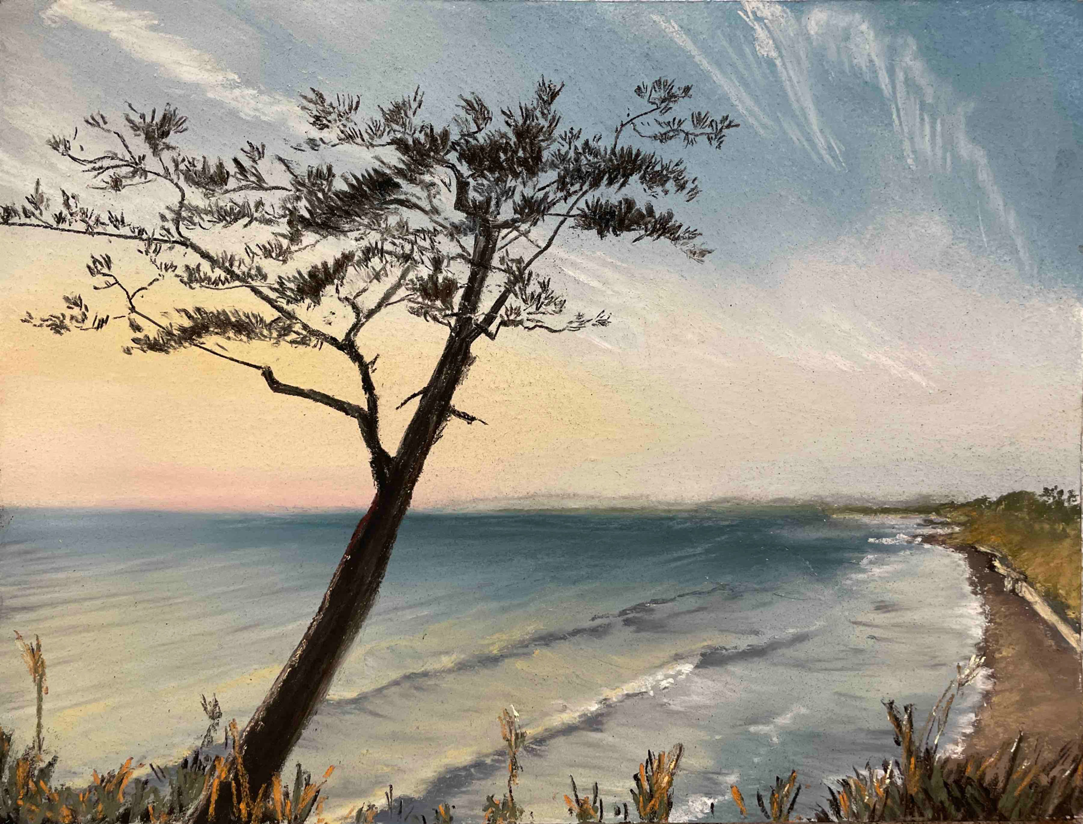 Pine tree and coastline