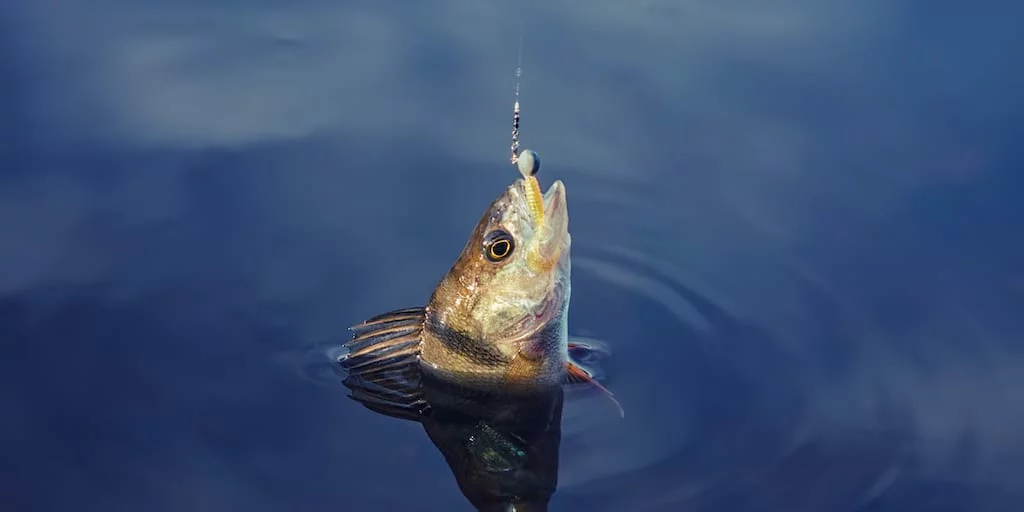 fish-hook_TotallyVeganBuzz.webp