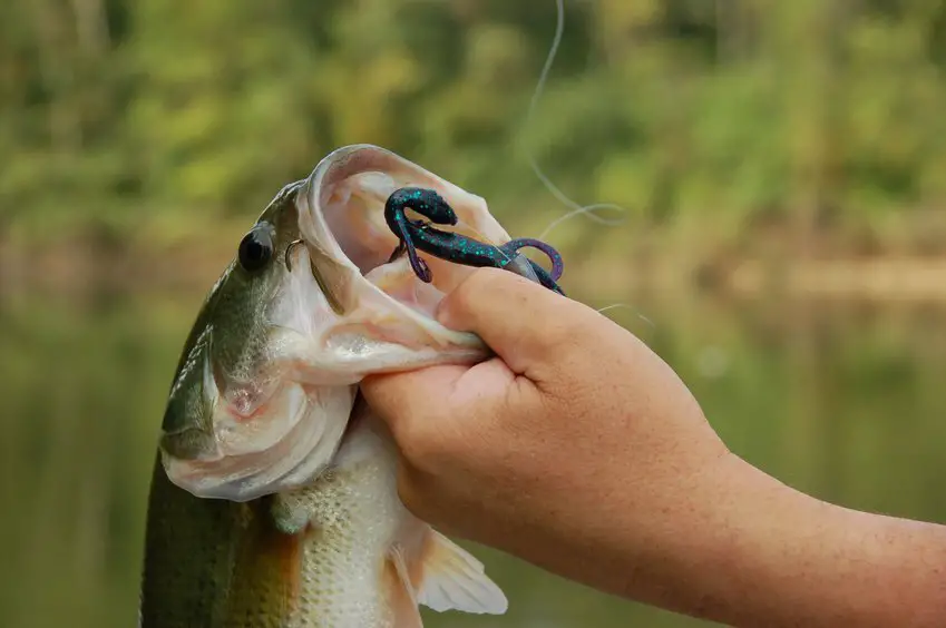 Carolina-Rig-How-To-Setup-And-Fish-For-Bass.webp