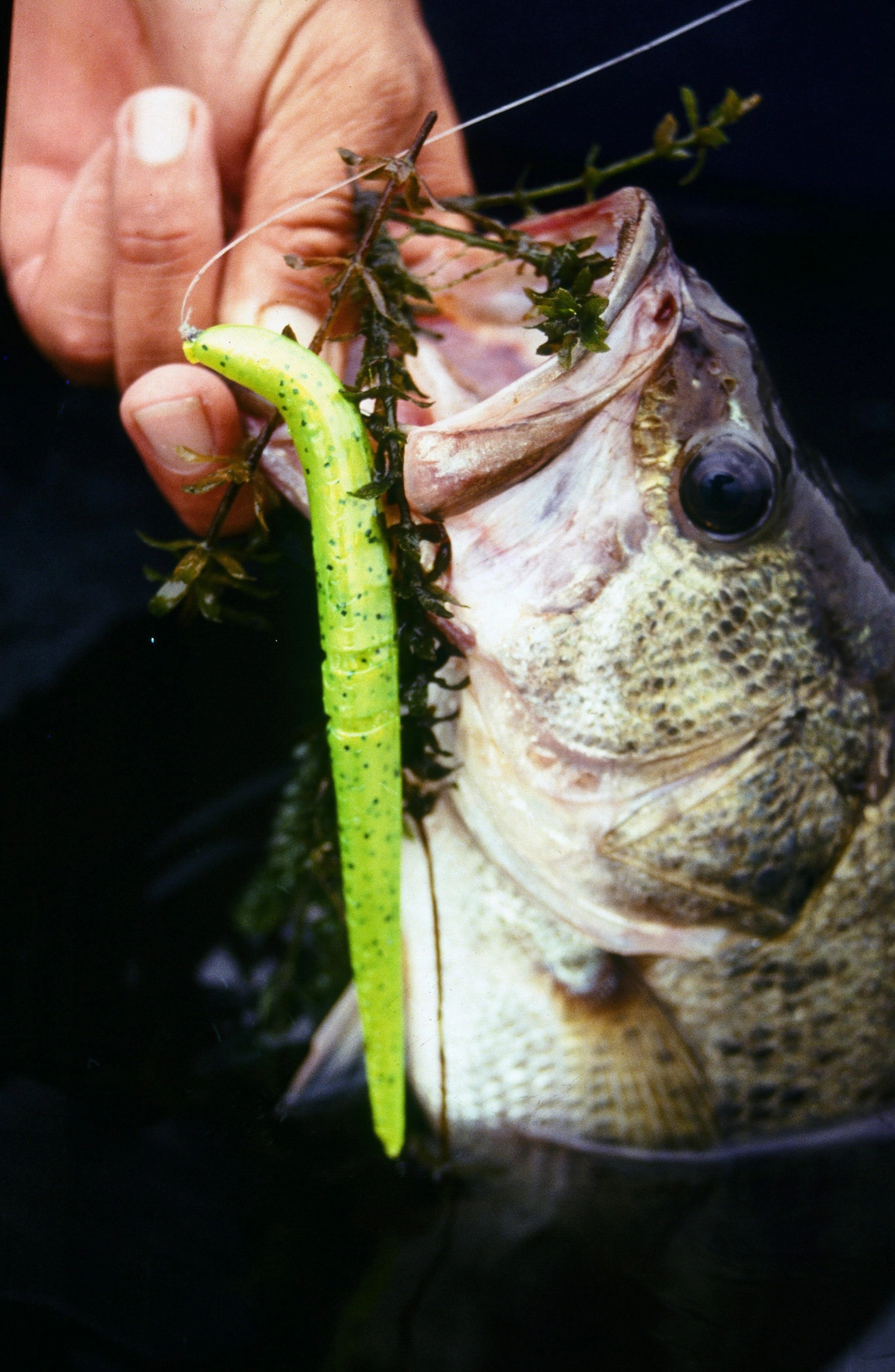 Plastic-Worms-1.webp