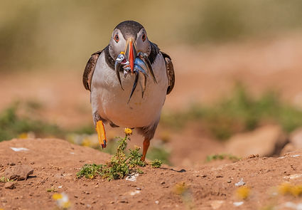 LM puffin.jpeg