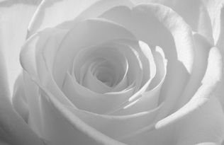 white 1 - Julie Curtis.jpeg