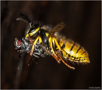 Bringing Home the Bacon.jpg