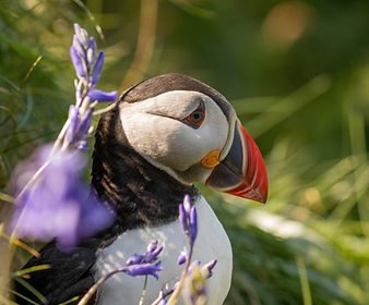 Lunga Puffin, Sharon W.jpg