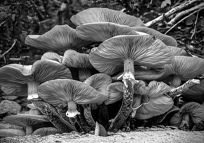 Paul_Deards_03_fungi_forest.jpg