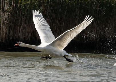 We have lift off.jpg