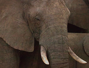 Lichen trunk. Julie Curtis.jpg