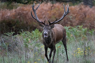 Sybil Bryce_The encounter.jpg