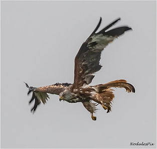 Red Kite 027 copy.jpg