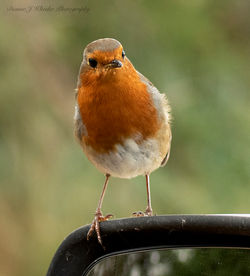 Robin Red Breast-Dianne J Wheeler-28-09-22