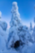 Snowy spruce in Lapland