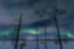 Northern Lights and dead trees