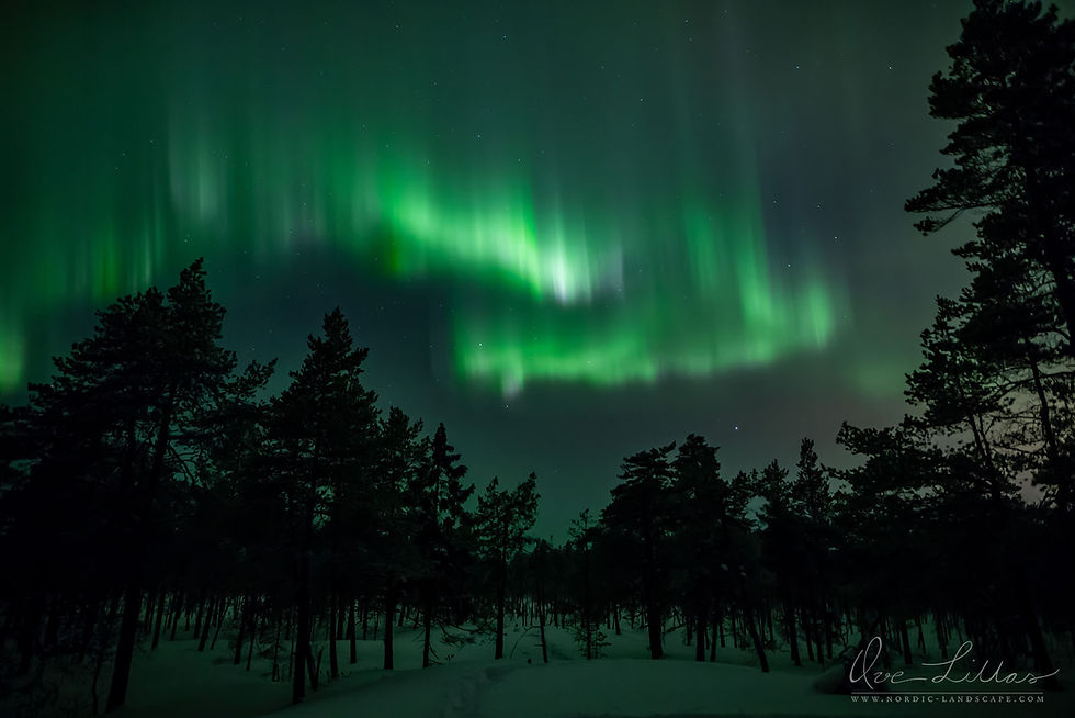 Northern Lights in the forest