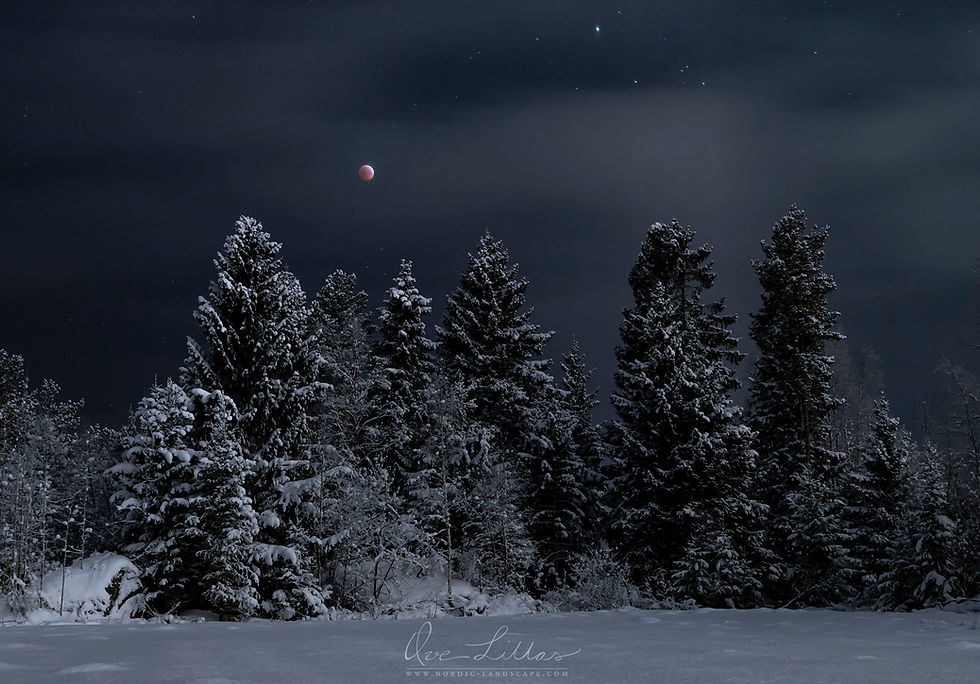 Lunar eclipse, blood moon, over snowy trees.