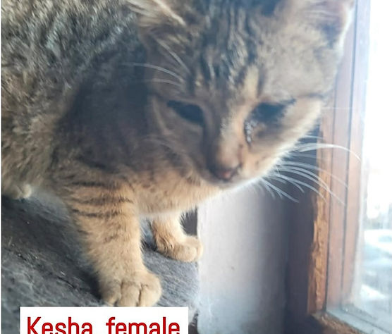 Kesha