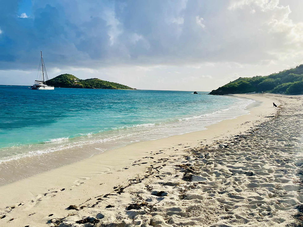 Virgin Gorda Prickly Pear